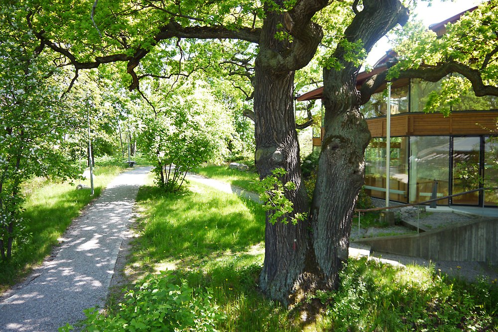 Trees outside Aula Magna.