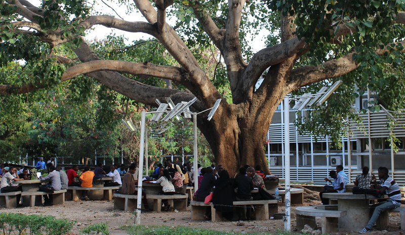 Tree of knowledge at the University of Dar es Salaam campus