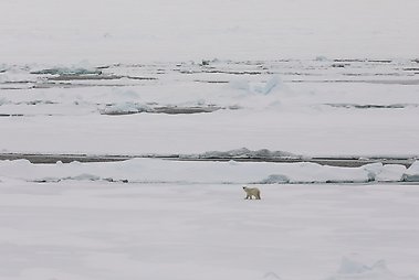 Caption: Polar bears are known to be very curious, this one kept turning to look at us.