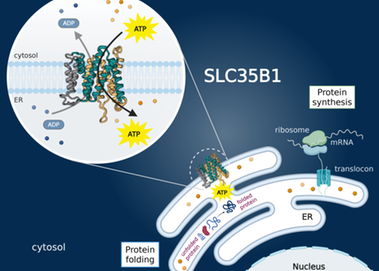 Forskare identifierar transportproteinet SLC35B1 som den port som gör det möjligt för cellens energi, ATP, att transporteras in det endoplasmatiska nätverket (ER).
