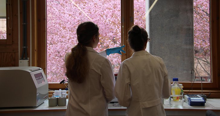 Två personer i labbrock som tittar ut genom fönstret från ett laboratorium. Träd med körbärsblommor utanför.