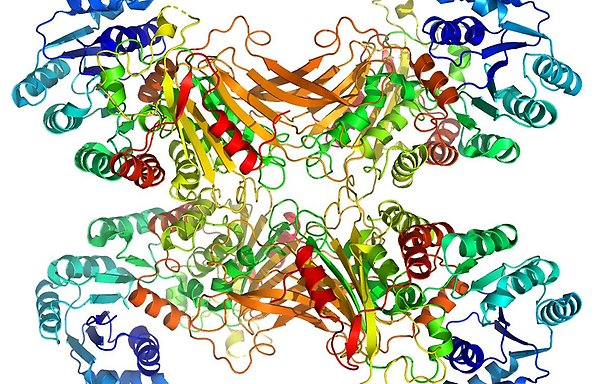 The three-dimensional structure of the enzyme glucose-6-phosphate dehydrogenase (G6PDH).